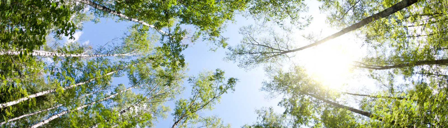 view through trees up to blue sky